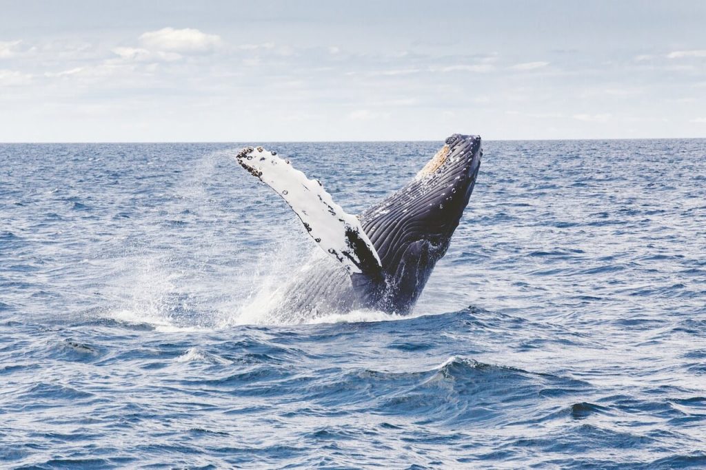 Top Things To Do In Canada: Whale Watching In Vancouver