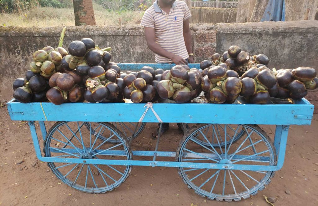 Top things to do in Mangalore - Try the local fruits